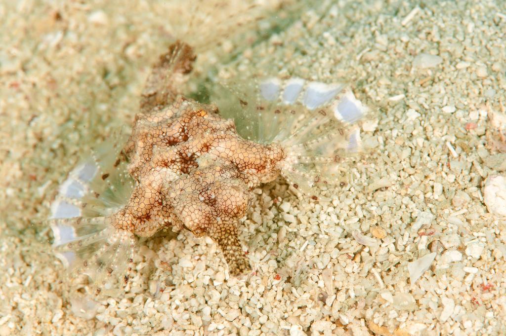 Sampaguita Resort Moalboal Luaran gambar